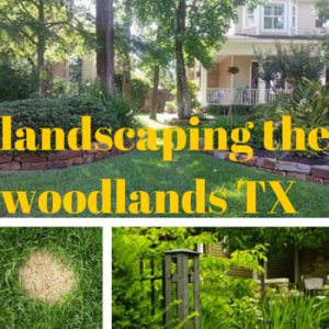 Learn the basics of landscaping